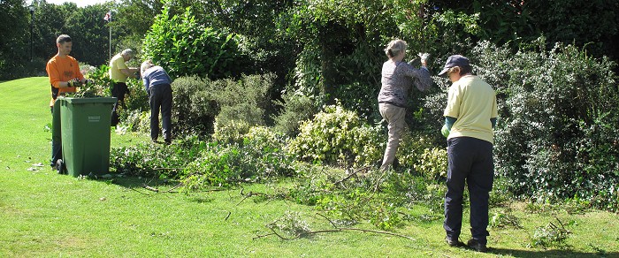Shrub bed pruning in Marple Memorial Park