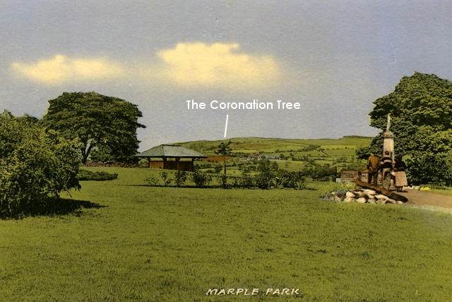Postcard showing Coronation Tree