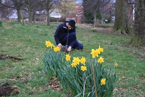 Daffodils looking great